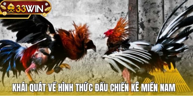 Giải thích chơi cá cược đá gà miền nam