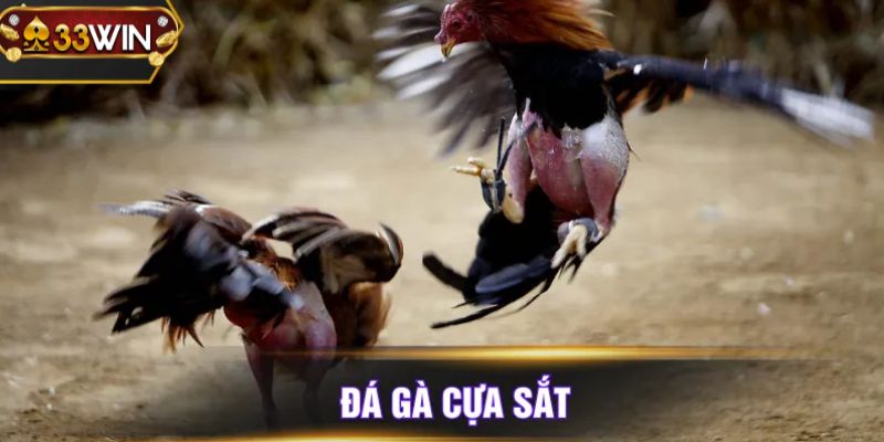 Sảnh đá gà cựa sắt trực tuyến 33WIN