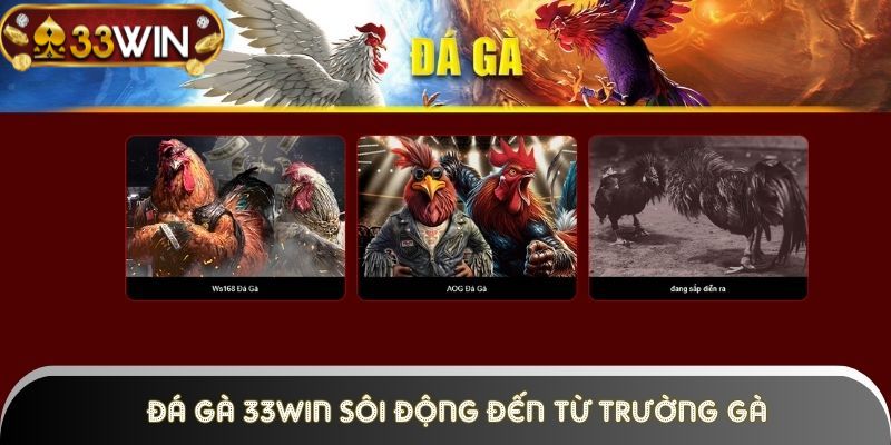 Trận đá gà campuchia online sôi động